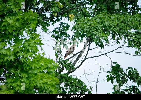 Oiseau assis sur une branche d'arbre entourée de feuilles vertes Banque D'Images