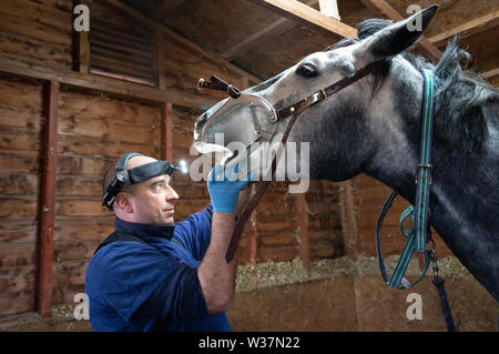 Dentiste equin avec la lumière sur la tête est un examen de près les dents des chevaux. La bouche est maintenue ouverte avec un (cheval) bouche gag, appelé un spéculum Banque D'Images