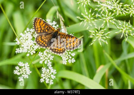 La petite écaille de papillon, un papillon coloré orange rougeâtre avec des taches bleu et noir, assis sur fleur blanche de plus en plus pré. Banque D'Images