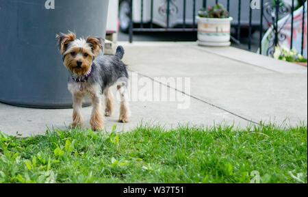 Joli terrier soyeux près d'une pelouse Banque D'Images