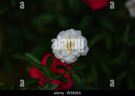 Rose blanche fond sombre nuit humeur avec goutte Banque D'Images