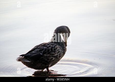 Gros plan d'un beau canard de méduler debout dans une eau Banque D'Images