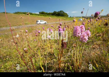 Le trafic passant orchidées Anacamptis pyramidalis, pyramidale, et autres fleurs sauvages de plus en plus sur le côté de la route A354 au-dessus de Weymouth. Dorset Angleterre Banque D'Images