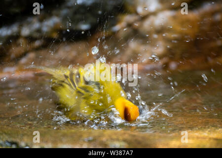 Singapour, le Parc ornithologique de Jurong. Taveta Golden Weaver (Ploceus castaneiceps) dans le bassin de baignade. Originaire de l'Afrique en Tanzanie et Kanya. Banque D'Images