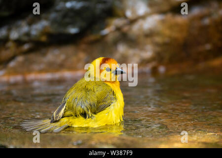 Singapour, le Parc ornithologique de Jurong. Taveta Golden Weaver (Ploceus castaneiceps) dans le bassin de baignade. Originaire de l'Afrique en Tanzanie et Kanya. Banque D'Images