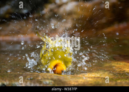 Singapour, le Parc ornithologique de Jurong. Taveta Golden Weaver (Ploceus castaneiceps) dans le bassin de baignade. Originaire de l'Afrique en Tanzanie et Kanya. Banque D'Images