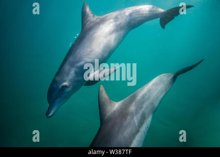 Nez de bouteille dauphins nager sous l'eau près de la surface Banque D'Images