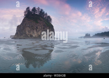 Second Beach Sunrise la Push, État de Washington, parc national olympique, Washington, côte ouest des états-unis Banque D'Images