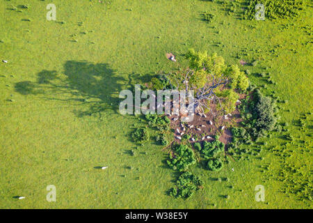 Drone de haut en bas vue sur champ vert frais avec des moutons recueillis en vertu de l'ancien arbre au lever du soleil. Le Shropshire en Royaume-Uni Banque D'Images