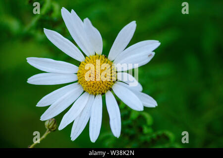 Shasta Daisy ( Leucanthemum superbum ) avec fond de bokeh vert Banque D'Images