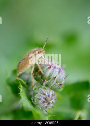 Hairy Shieldbug (nymphe Dolycoris baccarum) sur le laiteron rampante bud Banque D'Images