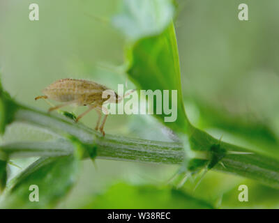 Hairy Shieldbug (nymphe Dolycoris baccarum) sur les plantes rampantes chardon Banque D'Images