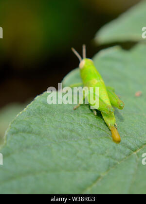 Close up of green à cornes les sauterelles Banque D'Images