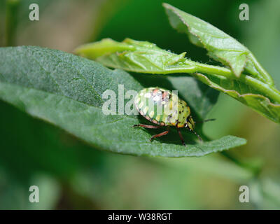 Southern green stink bug de l'usine de l'alimentation Banque D'Images