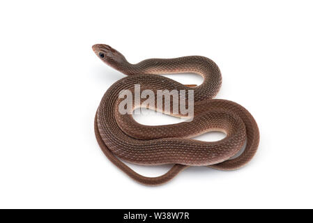 Le gecko de Nouvelle- Calédonie moussus isolé sur fond blanc Banque D'Images