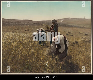 Photographies montrent les personnes, les bâtiments, et des paysages à Jérusalem et la Palestine (aujourd'hui l'Israël et la Cisjordanie). (P. 1-35) : Photographies : bergers, Bethléem, scène de rue (Jaffa Joppé) roches dans une tempête, panorama de Jérusalem, rangée d'oliviers, et à Jérusalem : un convoi de l'extérieur de la Porte de Damas, remparts, David Street, Dôme du Rocher, Via Dolorosa, galbé street dans la vieille ville, et un moine reading book in Jardin de Gethsémani. (P. 35-73) Photographies : : Portrait d'un Juif arabe du Yémen, de filage de la laine, paysan de Ramallah Ramallah femme en costume brodé, village carpen Banque D'Images