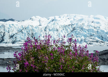 Violet Rose pois de floraison de fleurs sauvages au printemps en face de glace blanche de la Matanuska Glacier en Alaska. Banque D'Images