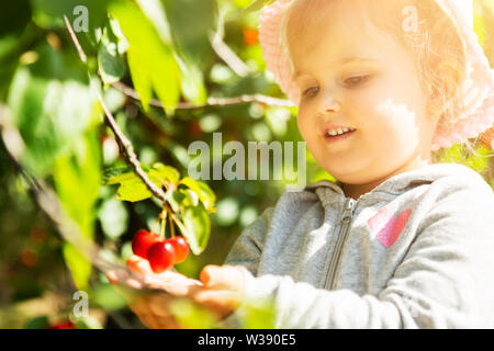 Cute Girl Picking Cherries dans le jardin Banque D'Images