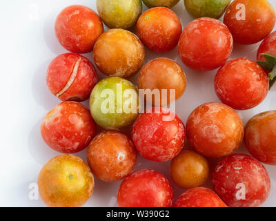 Tomates cerise fraîchement récoltées dans un après-midi dans un jardin privé et placés sur une plaque blanche pour les préparer pour le dîner Banque D'Images