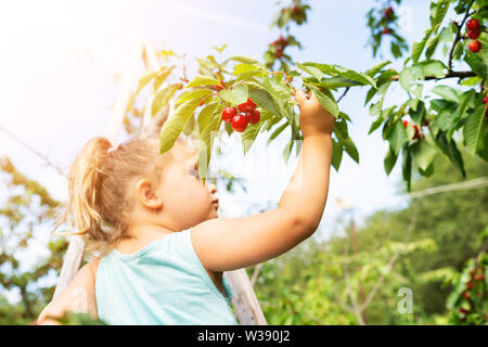 Cute Girl Picking Cherries dans le jardin Banque D'Images