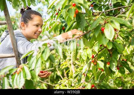 Young Woman picking Cherries dans le jardin Banque D'Images