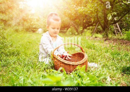 Girl Putting Fresh cerises cueillies dans le panier Banque D'Images