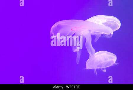 Close-up, Méduse Méduse en aquarium avec éclairage au néon. . Banque D'Images