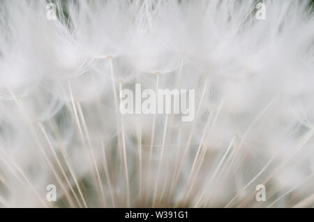 Taraxacum officinale, Crepidinae, Asteraceae, macro photo d'une fleur de pissenlit avec accent sur les graines Banque D'Images