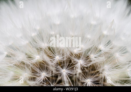 Taraxacum officinale, Crepidinae, Asteraceae, macro photo d'une fleur de pissenlit avec accent sur les graines Banque D'Images