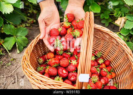 Mains femme a mettre les fraises dans le panier Banque D'Images