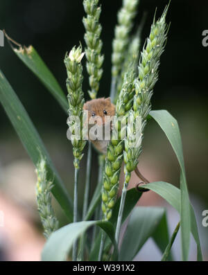 Souris d'Eurasie (Micromys minutus) - à l'intermédiaire des épis de blé Banque D'Images