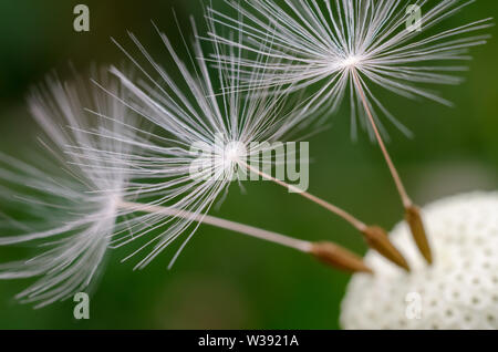 Taraxacum officinale, Crepidinae, Asteraceae, macro photo d'une fleur de pissenlit avec accent sur les graines Banque D'Images