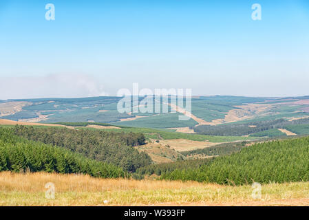 Plantation de pins et d'eucalyptus entre Carolina et Badplaas dans la province de Mpumalanga, Afrique du Sud Banque D'Images