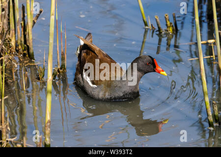 La Gallinule poule-d'eau piscine dans des roseaux Banque D'Images