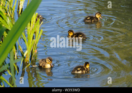 Jeunes canards collards nageant dans le lac Banque D'Images