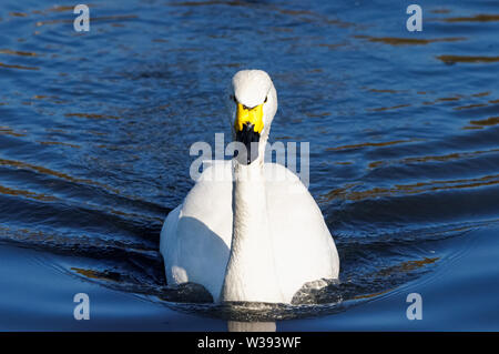 Le cygne de Bewick adultes sur un lac Banque D'Images