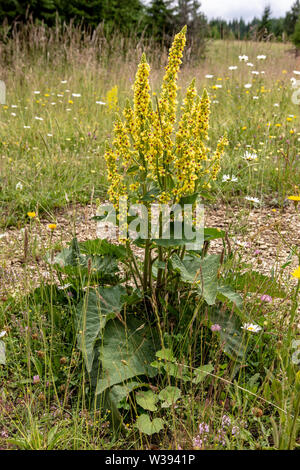 Molène noire Verbascum Nigrum Fleur bougie jaune sur le Pré Vert Banque D'Images