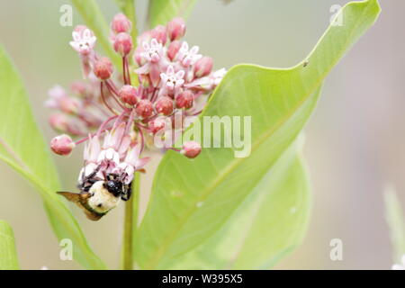 Seul bumblebee qui pendent et se nourrissent d'une fleur d'asclépiade Banque D'Images