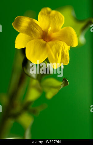 Fleur jaune sur fond vert. Banque D'Images