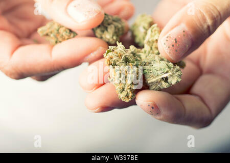 Mains tenant les bourgeons de cannabis, de la marijuana séchée, la lutte contre les mauvaises herbes Banque D'Images