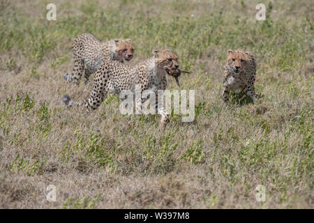 Cheetah transportant des proies, le Parc National du Serengeti, Tanzanie Banque D'Images