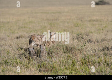 Guépards mâles enquête sur une mère et ses petits, le Parc National du Serengeti, Tanzanie - il y a une série d'images disponibles pour cette rencontre. Banque D'Images