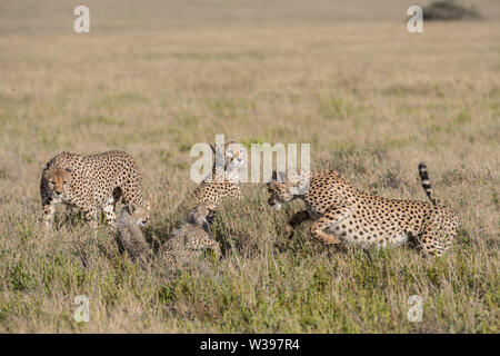 Guépards mâles enquête sur une mère et ses petits, le Parc National du Serengeti, Tanzanie - il y a une série d'images disponibles pour cette rencontre. Banque D'Images