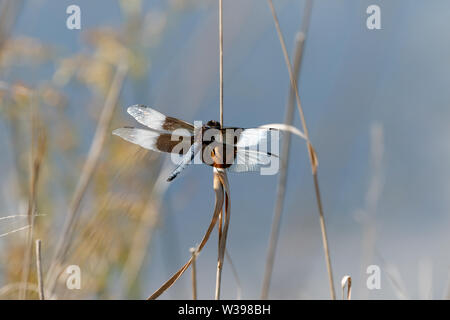 Femme Veuve Skimmer (Libellula luctuosa) dans les montagnes Wichita NWR, Cache, OK, ETATS UNIS Banque D'Images
