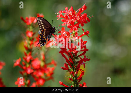 Black Papilio polyxenes) sur Cypress Permanent Banque D'Images