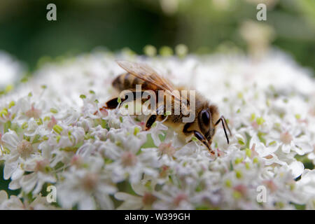 Nectaring d'abeille sur le persil de vache Banque D'Images