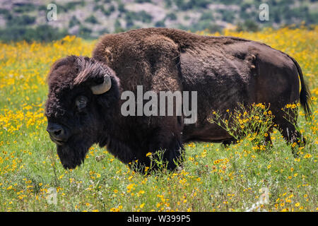 Buffalo, le Bison d'Amérique (Bison bison) sur le grrass mixtes indigènes de la prairie Wichita Mountains National Wildlife Refuge en SW Florida Banque D'Images