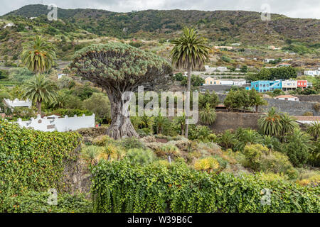 Vue d'un jardin botanique et un célèbre arbre millénaire Drago à Icod de los Vinos. La plus ancienne et la plus importante des dracaena dans le monde. Tenerife, Îles Canaries Banque D'Images