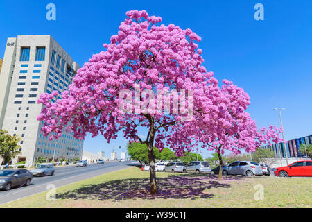 Ipe rose, rose rose arbre trompette ou onglet. Banque D'Images