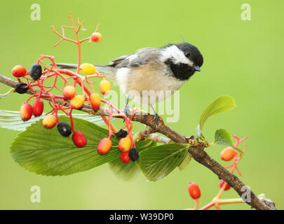 Un Chickadee noir-capping parmi les groseilles colorées. Banque D'Images